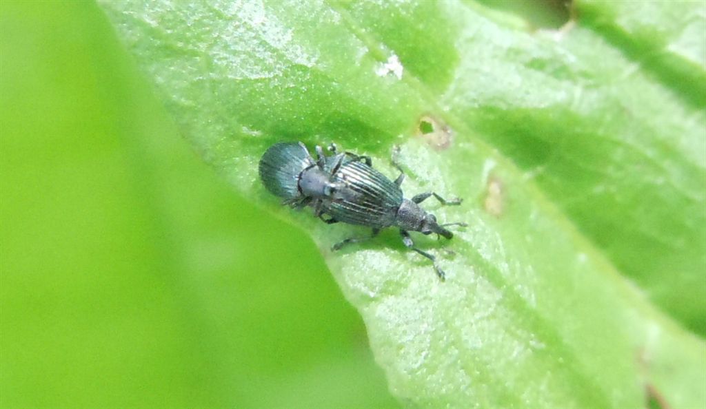 Perapion violaceum (cf.) - Apionidae